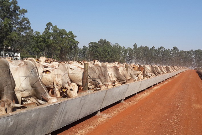 Nortão é a região com maior aumento no confinamento de gado