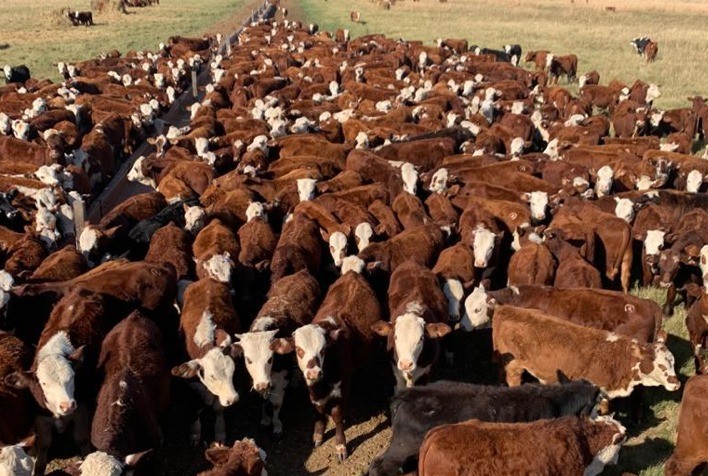 Instituto Desenvolve Pecuária organiza primeiras comissões de trabalho