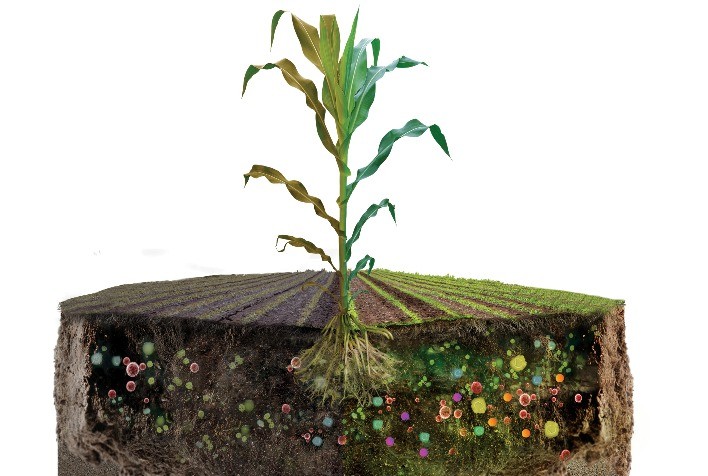 Prebióticos e Probióticos são ferramentas fundamentais para a agricultura