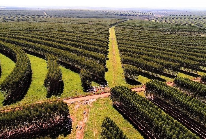Klabin e Embrapa desenvolvem pesquisa que une produção de celulose e carne de baixo carbono