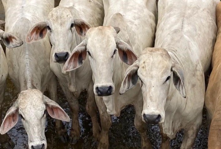 Abate comprova que cruzamento com Brahman reduz ciclo de produção em seis meses