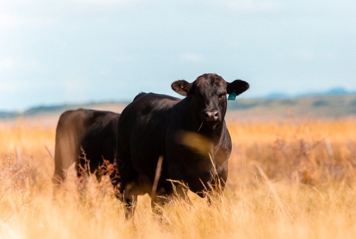 Ultrablack se destaca no mapa de venda de sêmen