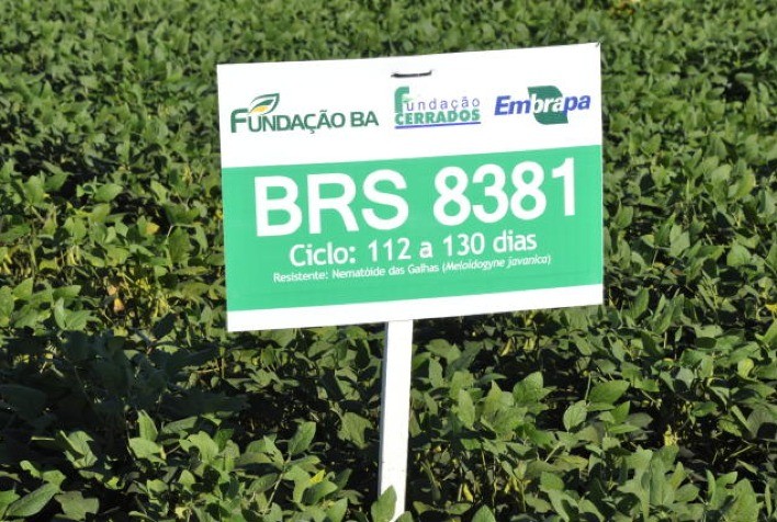 “Embrapa segue firme perseguindo a alta produtividade nas variedades de sojas convencionais”, afirma o chefe-geral da Embrapa Cerrados