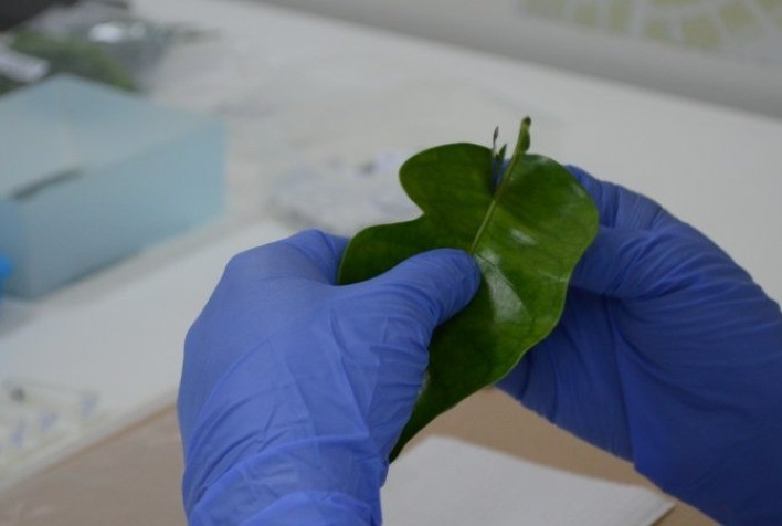 Serviço de diagnóstico de greening do Fundecitrus implanta melhorias para aumentar sua eficiência e sustentabilidade
