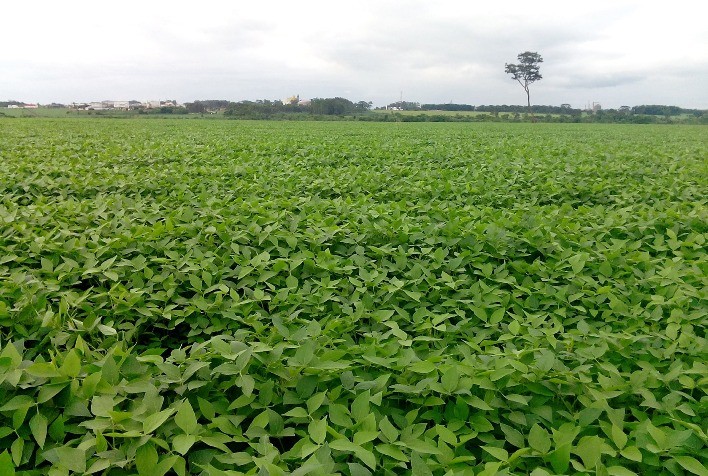 Cuidados no manejo fisiológico do feijoeiro podem aumentar sua resistência natural