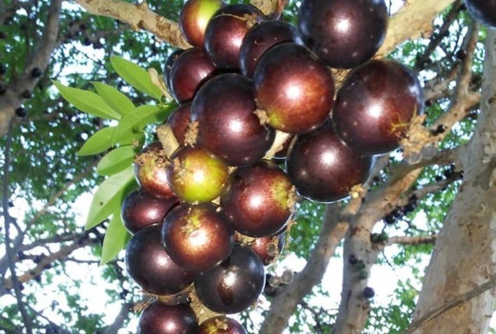 Embrapa busca parceiros para pesquisas com fruteiras nativas