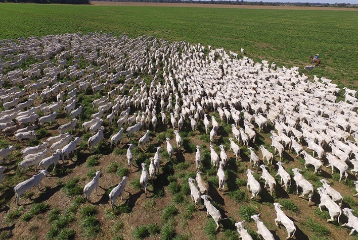 Brasil tem mais seis estados reconhecidos como áreas livres de febre aftosa sem vacinação
