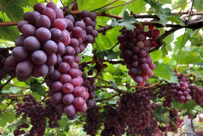 Embrapa atualiza fruticultores com dados dos mercados de manga e uva