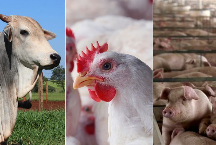 Boi, suíno e frango vivos em maio e nos cinco primeiros meses de 2021