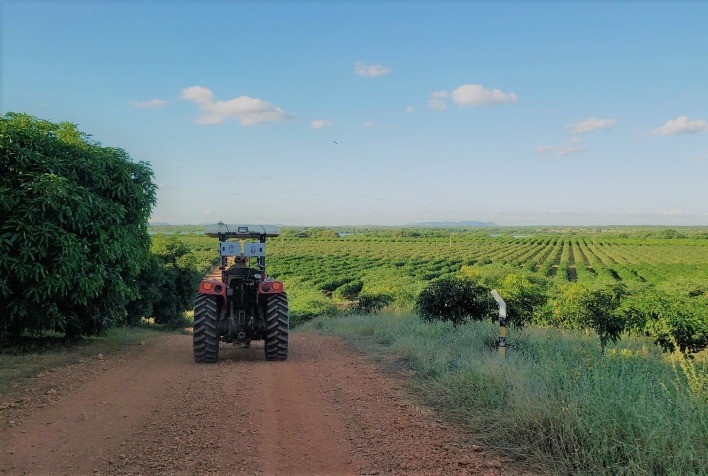 Inteligência artificial ajudará cafeicultores a colher na hora certa