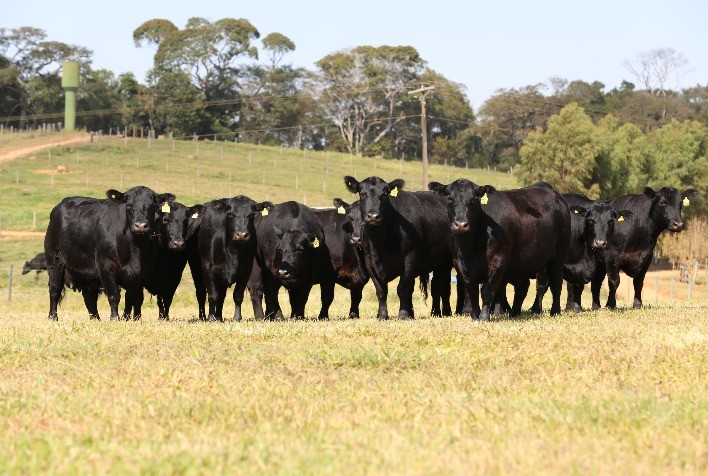 CB Genetics vende 1.000 embriões e sêmen de Angus, Brangus, Brahman e Nelore, em 03.06