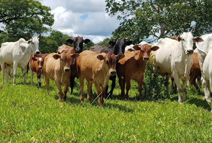 Associação Internacional de Criadores de Montana auxilia produtores com seleção criteriosa do rebanho