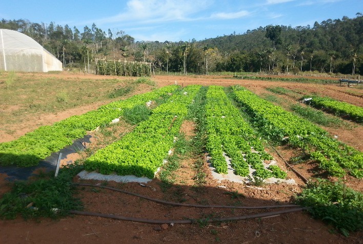 Pesquisadores desenvolvem técnica eficiente e agroecológica para produção de hortaliças