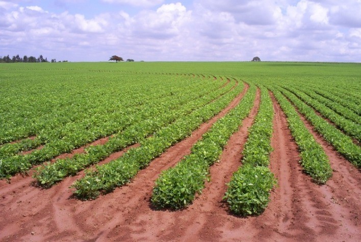 SP usa amendoim para melhorar terra para cana