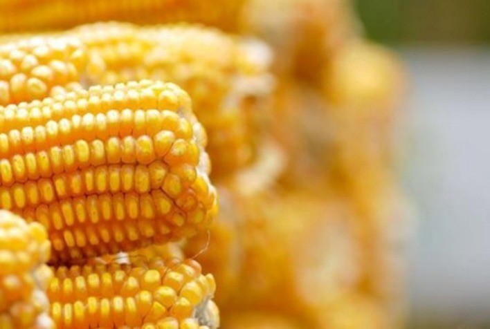 Milho: semana começa com B3 oscilando pouco e em campo misto