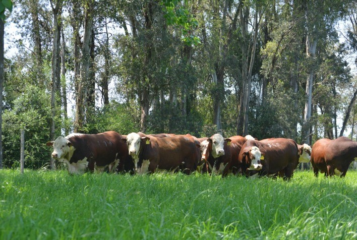 Conexão Delta G amplia informações sobre DEPs em características de produção