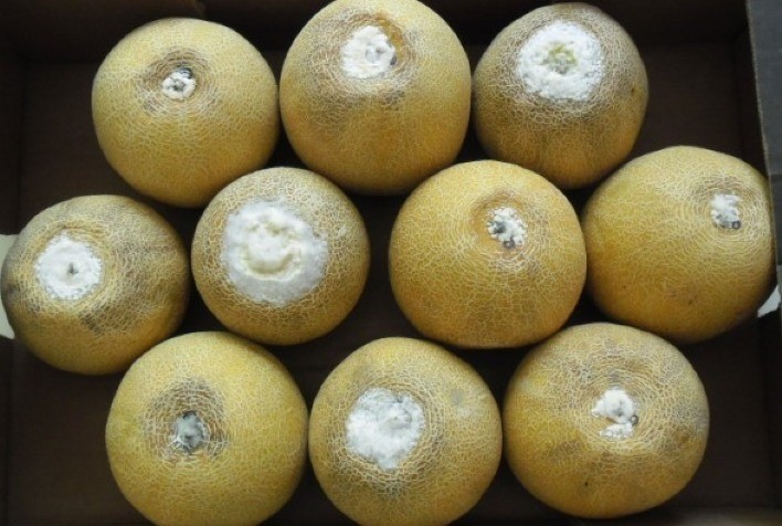 Tratamentos físicos controlam a podridão e preservam qualidade do melão