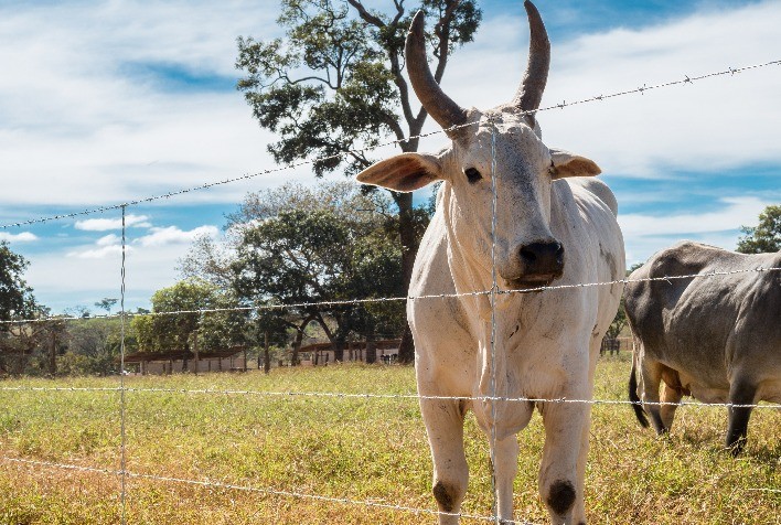 Nova geração de arames farpados Belgo garante ainda mais segurança e economia nas propriedades