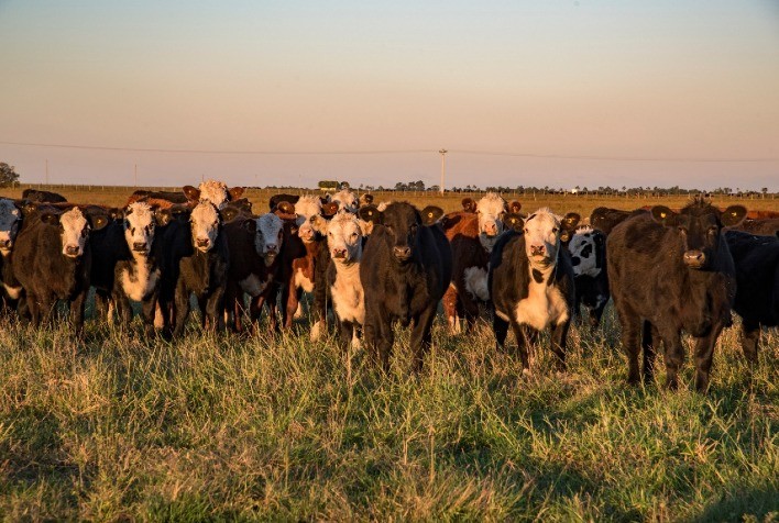 Fórum debate vigilância contra a febre aftosa