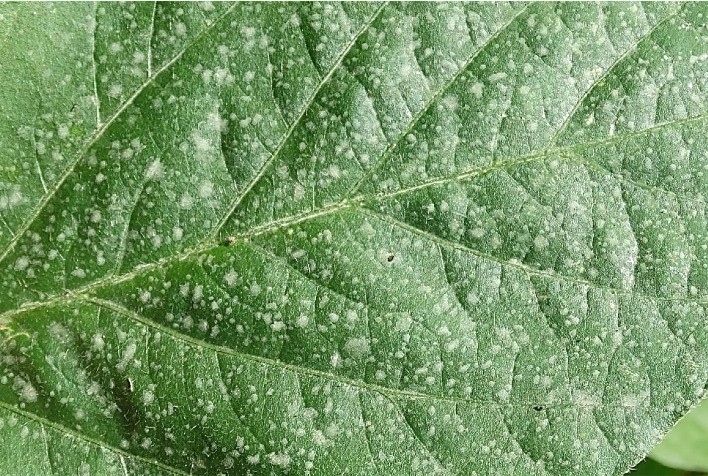 Nanotecnologia hidrocoloide chega ao mercado para aumentar produtividade dos grãos