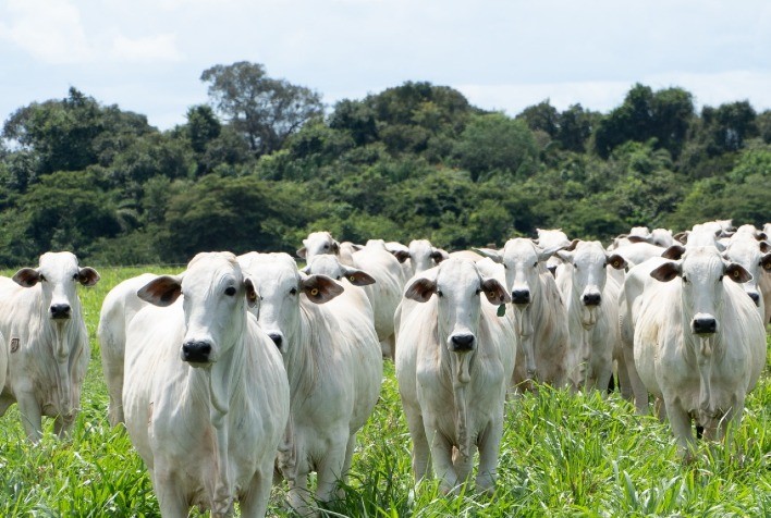 AGROJEM promove leilão virtual de fêmeas de alta qualidade genética
