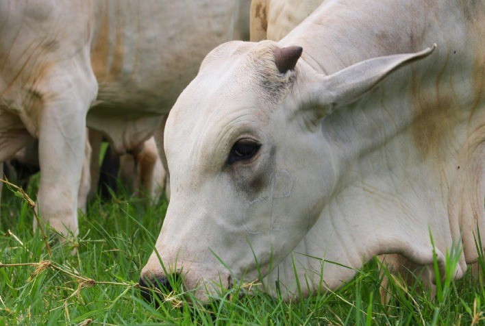 Nutrição é chave para pecuária de corte sustentável no país, mostra estudo da Elanco Saúde Animal