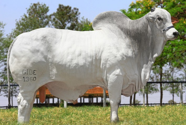 Lucente Agropecuária promove leilão especial para comemorar 20 anos de seleção