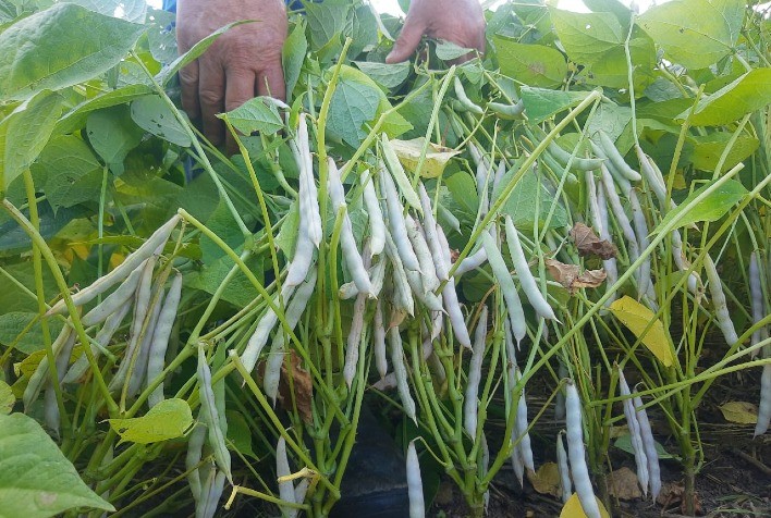 Produção do Sítio Catarinense, em Rio Azul (PR), é cerca de 35% maior com fertilizante Superbac