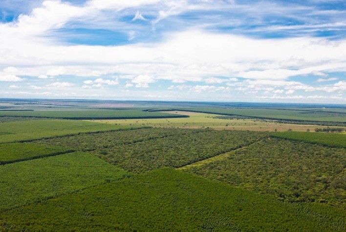 Suzano captura mais de 15 milhões de toneladas de carbono da atmosfera em 2020