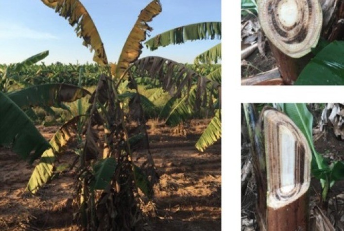 Manejo do solo influencia intensidade da fusariose em banana