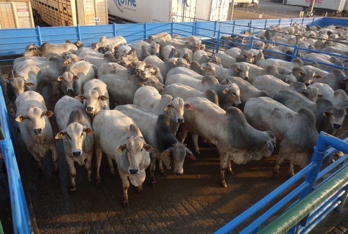 Mercado do boi gordo em alta