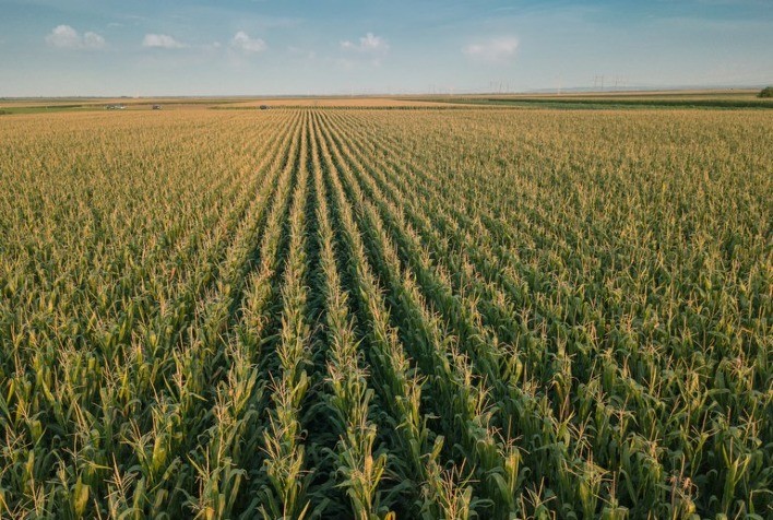 ZARC: Publicado zoneamento agrícola do milho de primeira safra para 2021/2022