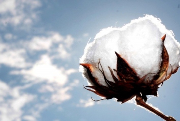 Bayer renova parceria com Sou de Algodão, em apoio à produção responsável da fibra