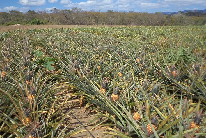 Projeto de ressocialização planta abacaxi
