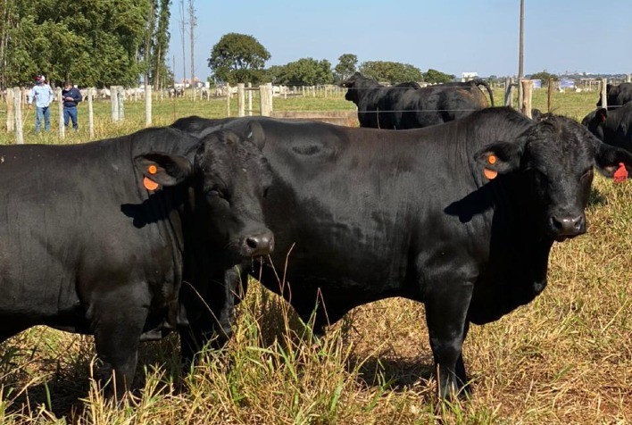 BRANGUS A TODA PROVA: Prova mediu desempenho da raça Brangus
