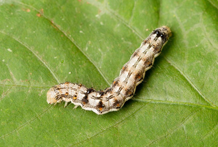 Perdas bilionárias com pragas