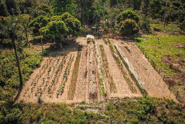 Data Science abre caminhos para novos adeptos da agrofloresta