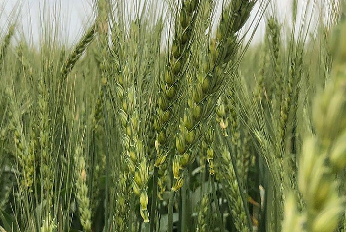 Genética e manejo correto no trigo economizam até R$ 400 por hectare