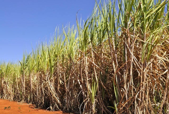 Paraná estima prejuízos na produção de açúcar e etanol por causa da estiagem, diz ALCOPAR