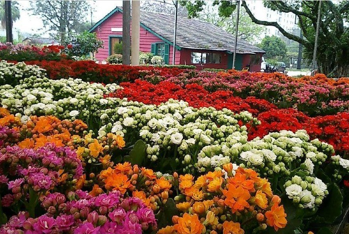 Dia dos Namorados já supera a expectativas com a venda de flores e plantas
