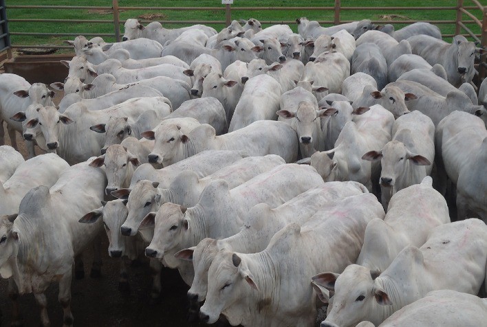 Pontes e Lacerda (MT) recebe 2ª Etapa do Circuito Nelore de Qualidade