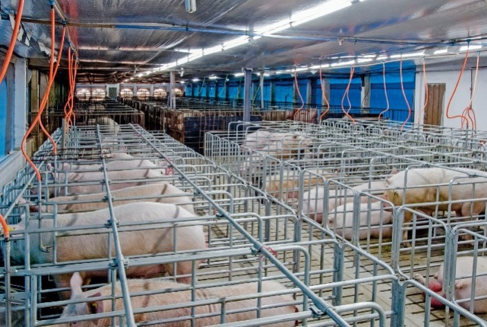 Nutrição influencia na produtividade de suínos reprodutores