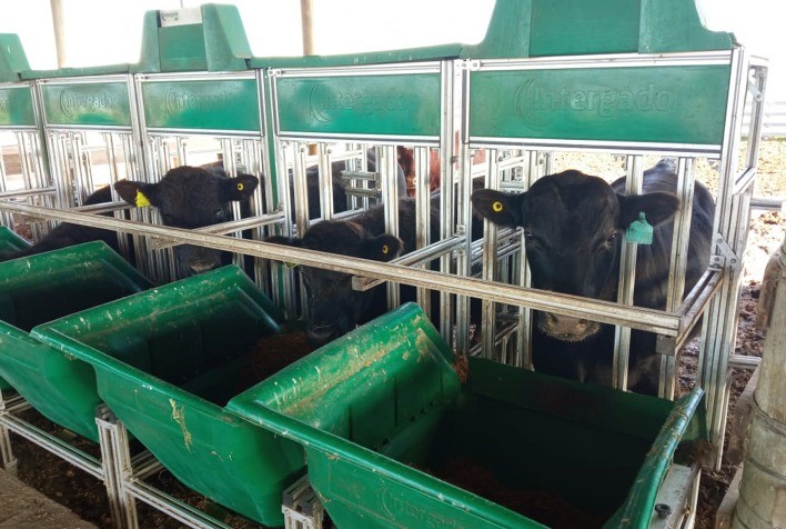 Prova de Eficiência Alimentar Angus dá início à fase de avaliação