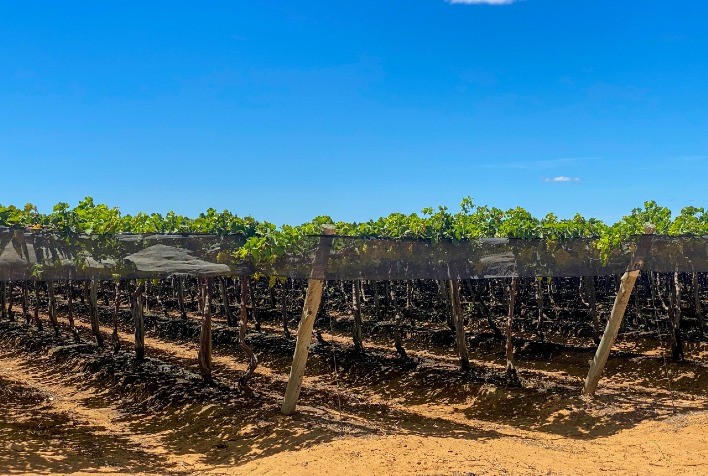 Fruticultura irrigada de alta tecnologia: a mágica do gotejamento na caatinga do Vale do São Francisco