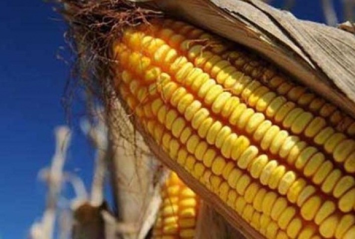 Milho começa a sexta-feira caindo nas bolsas