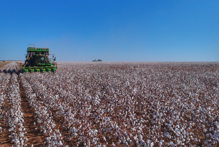 Exportações de algodão já batem desempenho de 2020