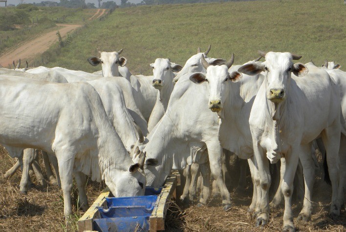 Sistema de gestão auxilia técnicos e produtores a alcançar maiores níveis de produtividade