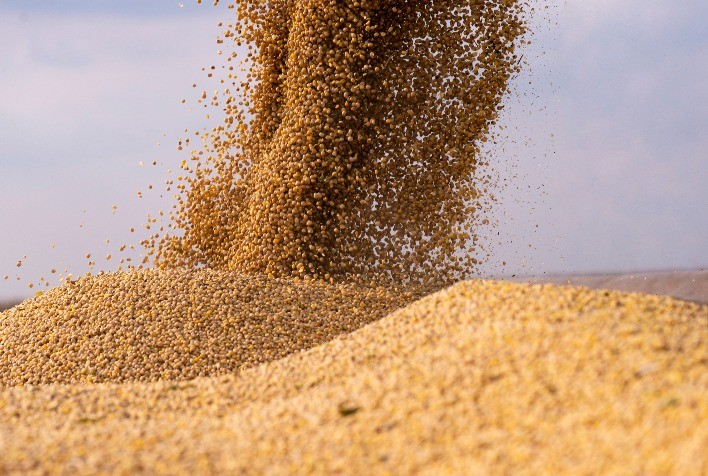 Em parceria inédita, Sementes Castrolanda inicia venda para fora do Brasil