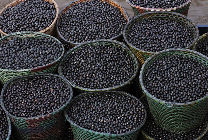 Safra de açaí começa com boa perspectiva, segundo Boletim da Sociobiodiversidade
