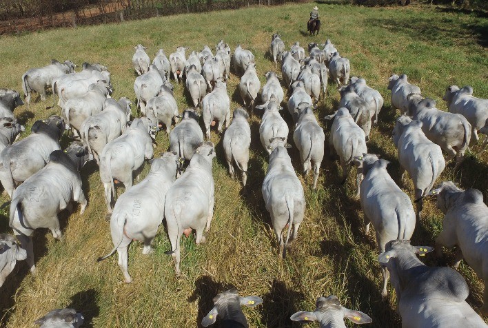 Megaleilão CFM oferta os 500 melhores touros Nelore CEIP nascidos em 2019